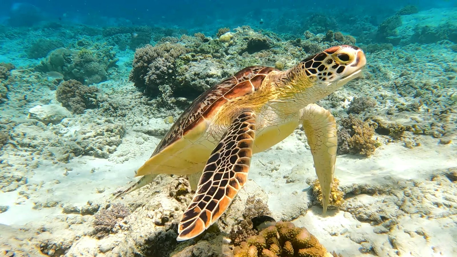 Gili Trawangan Snorkeling Tour photo 4