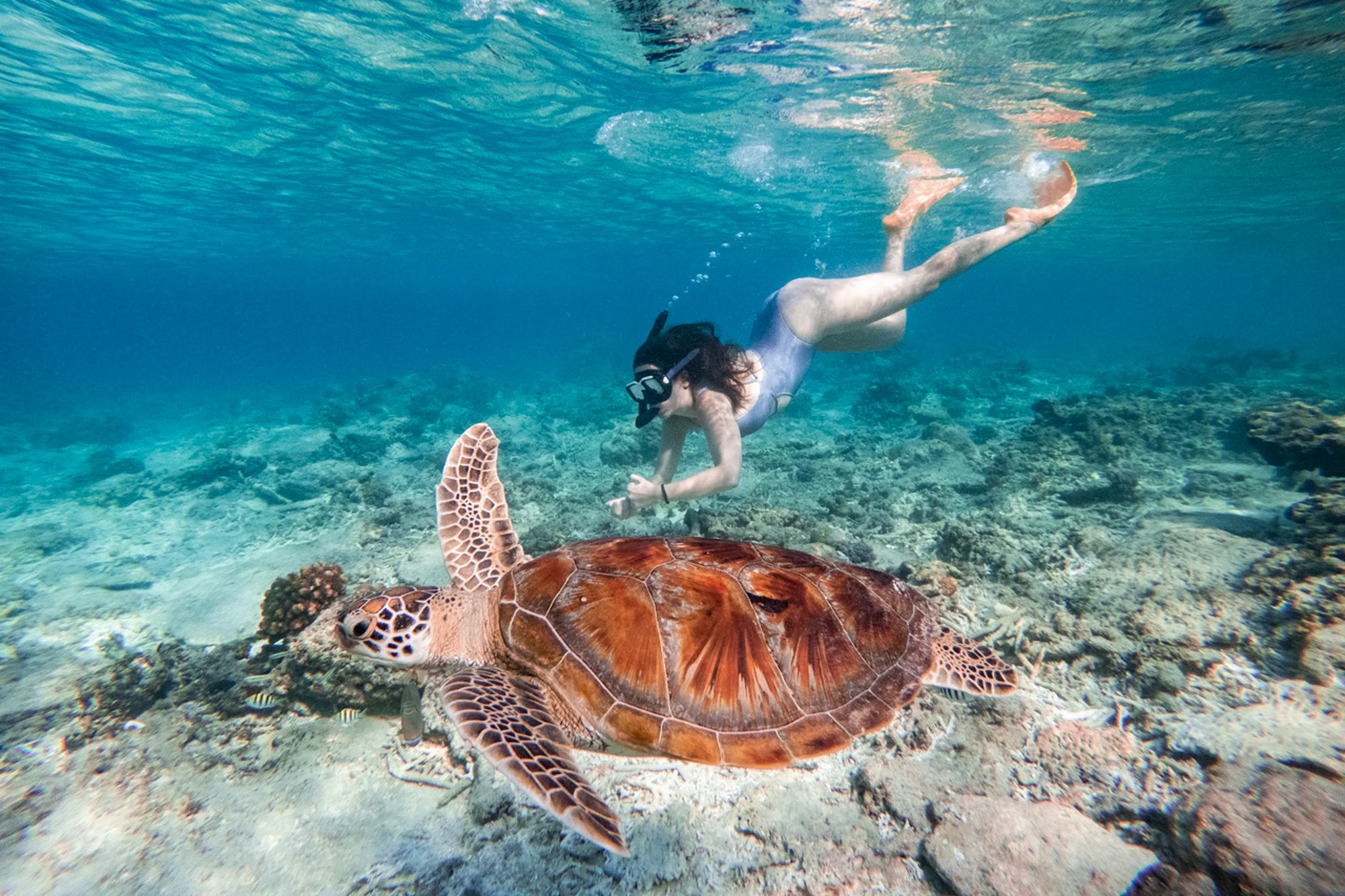 Gili Trawangan Snorkeling Tour photo 5