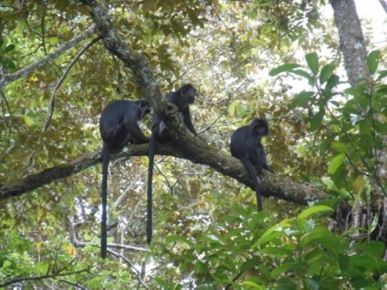 Tetebatu Highland Tour photo 3