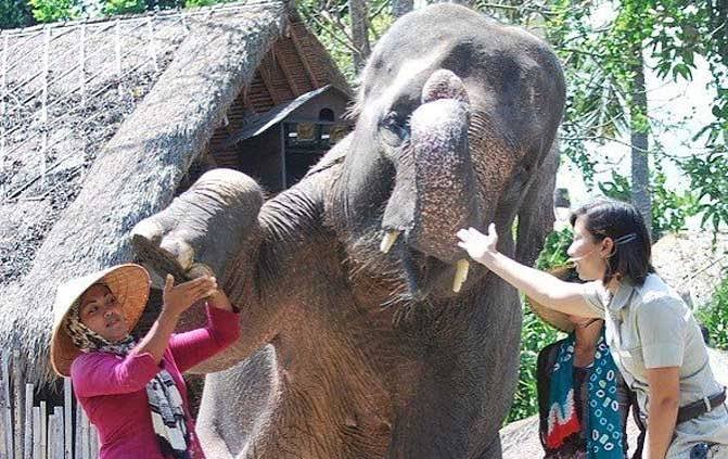 Bali Safari Park photo 4
